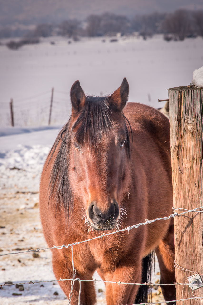 Close-up of horse standing in snow