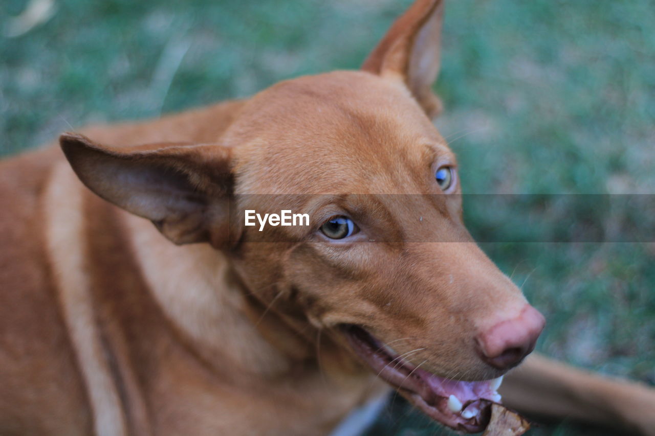 Close-up portrait of dog