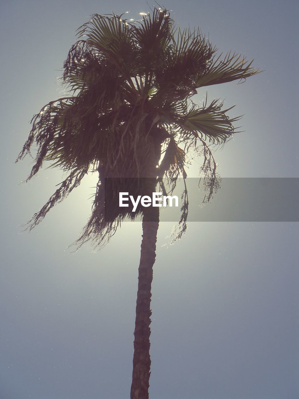 LOW ANGLE VIEW OF PALM TREE AGAINST SKY