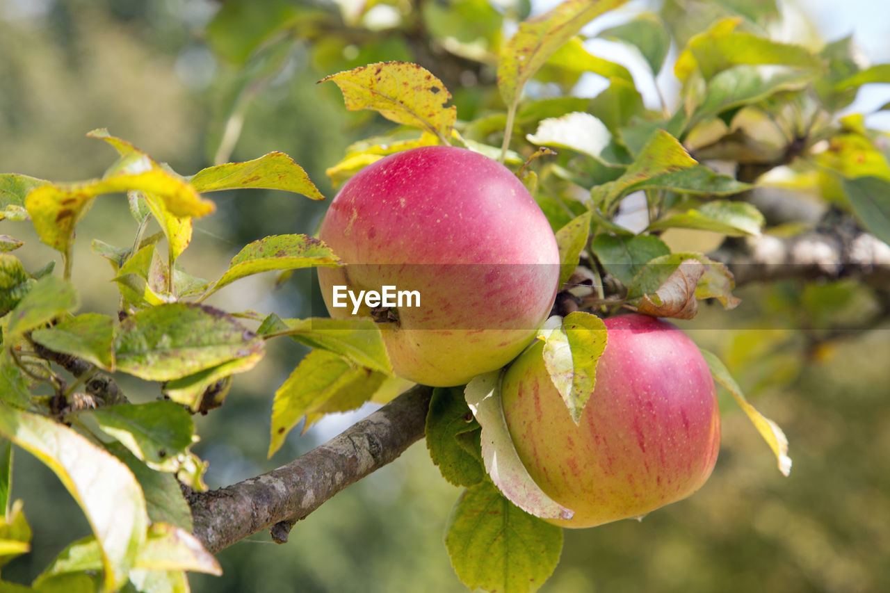 CLOSE-UP OF APPLE GROWING ON TREE