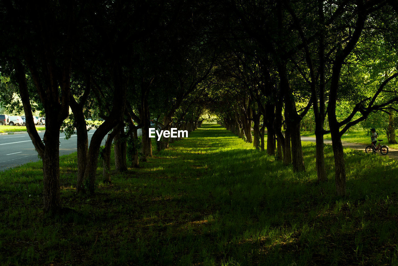 Footpath amidst trees in park