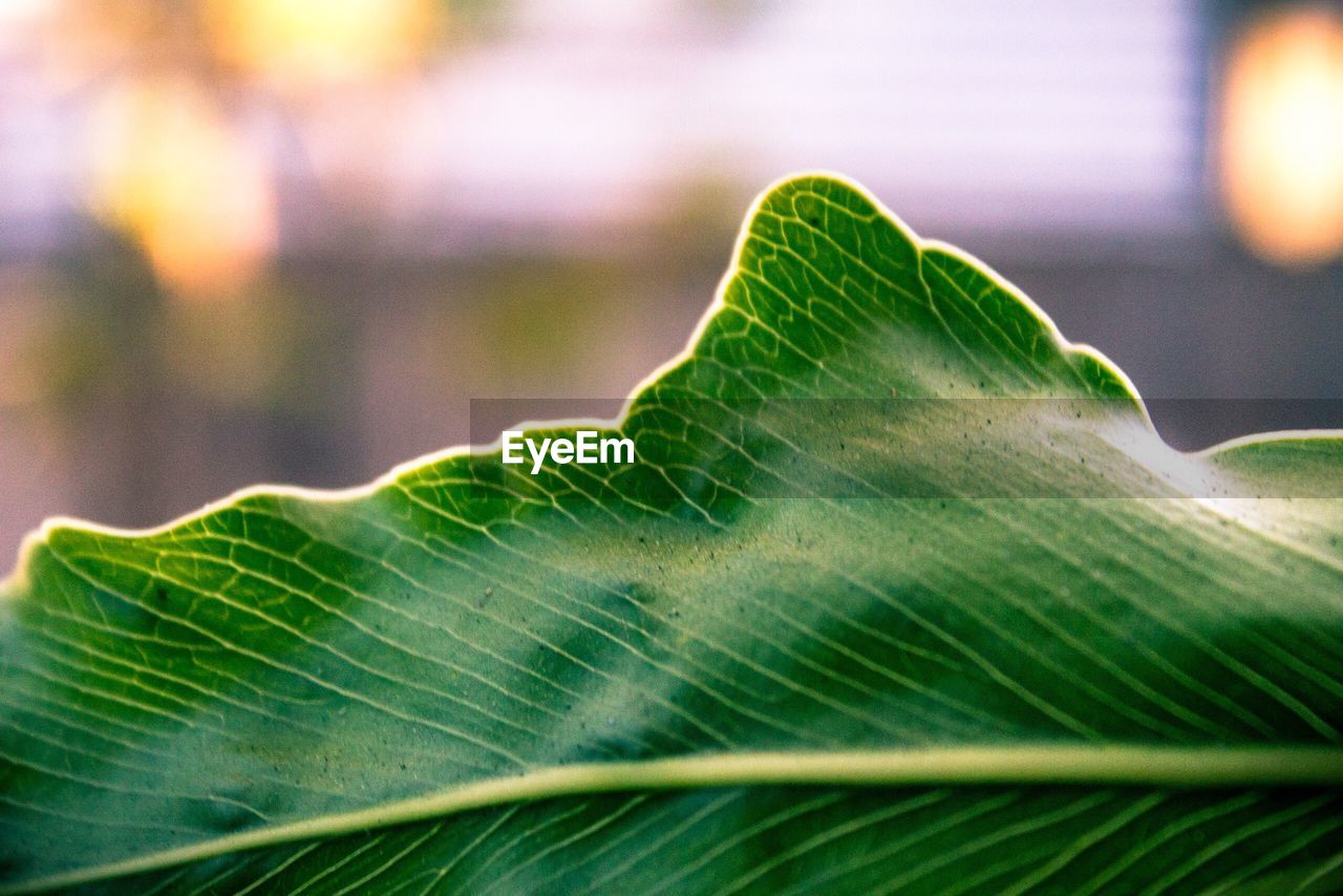 CLOSE-UP OF GREEN LEAF