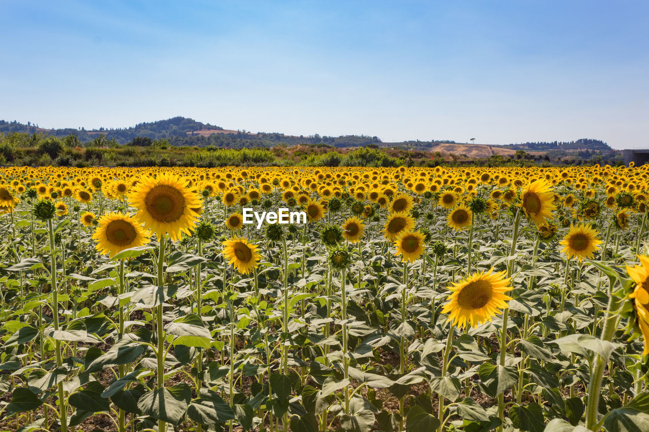 Close-up of sunflowers on field against sky