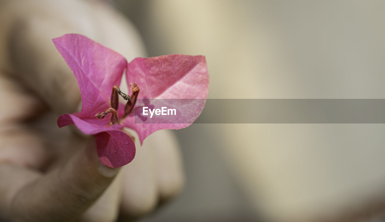 pink, flower, close-up, flowering plant, hand, plant, macro photography, one person, beauty in nature, freshness, petal, holding, fragility, purple, nature, focus on foreground, flower head, adult, inflorescence, selective focus, outdoors, blossom, orchid, lifestyles