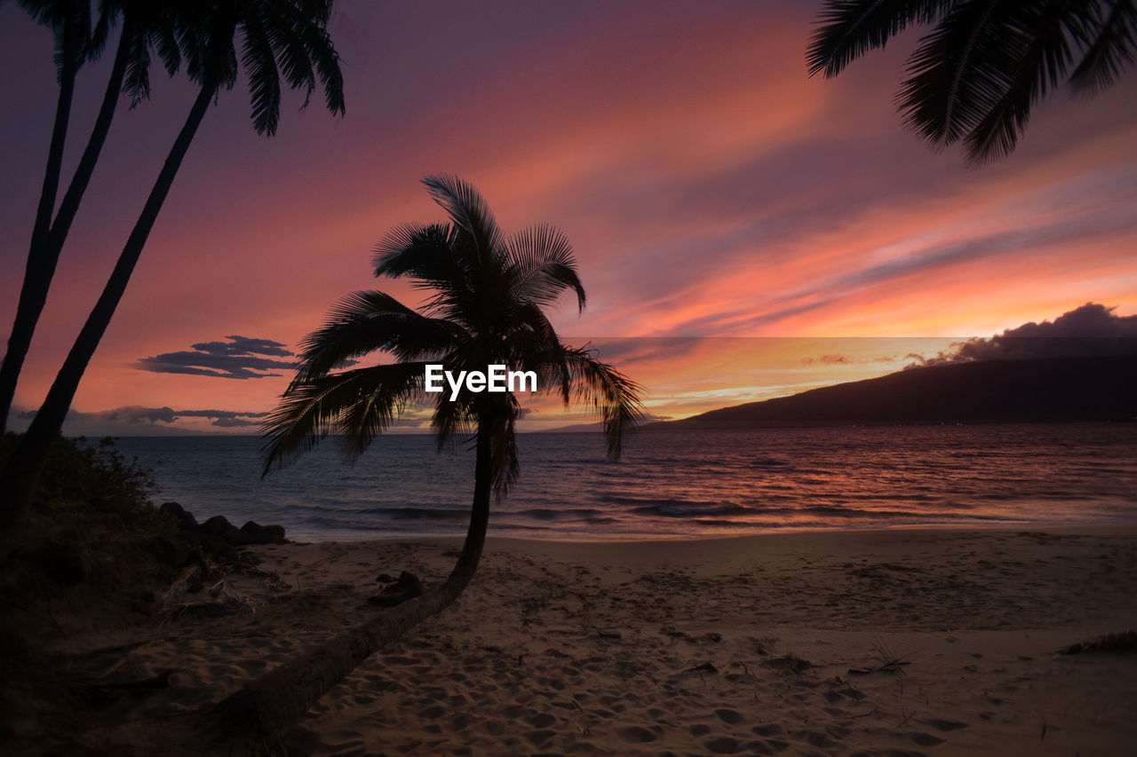 Silhouette palm trees on beach against sky during sunset