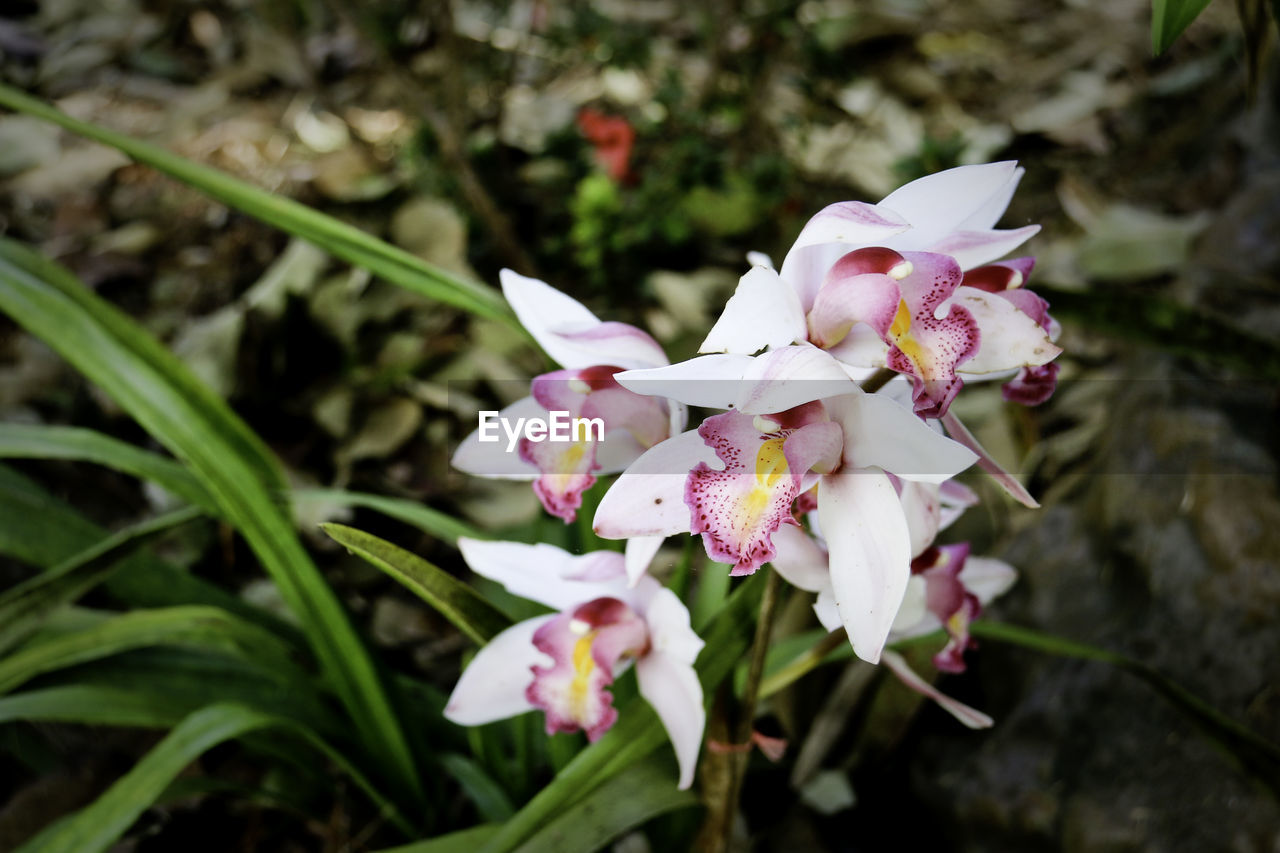 CLOSE-UP OF PINK FLOWERS BLOOMING