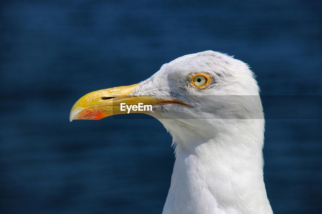 Close-up of seagull