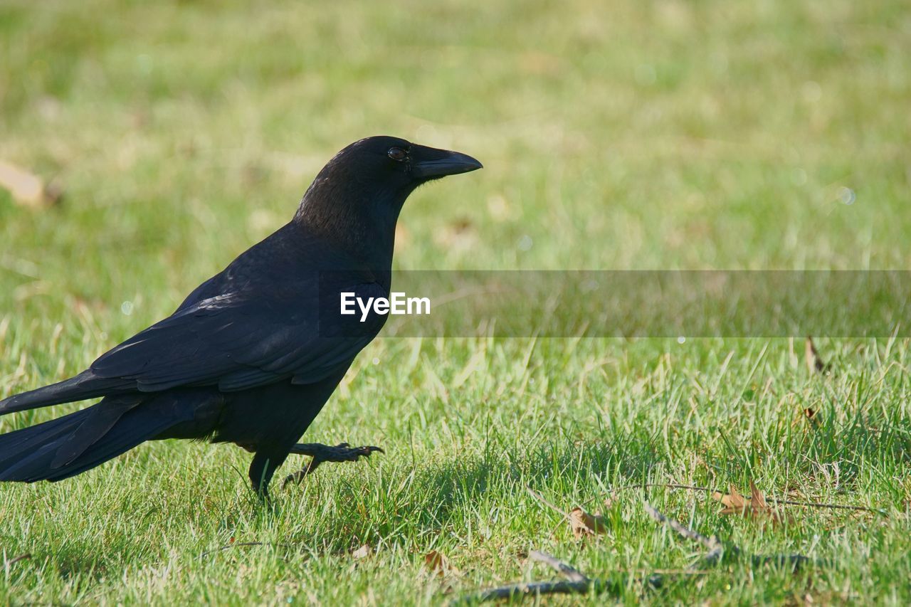 CLOSE-UP OF BIRD PERCHING ON GRASS