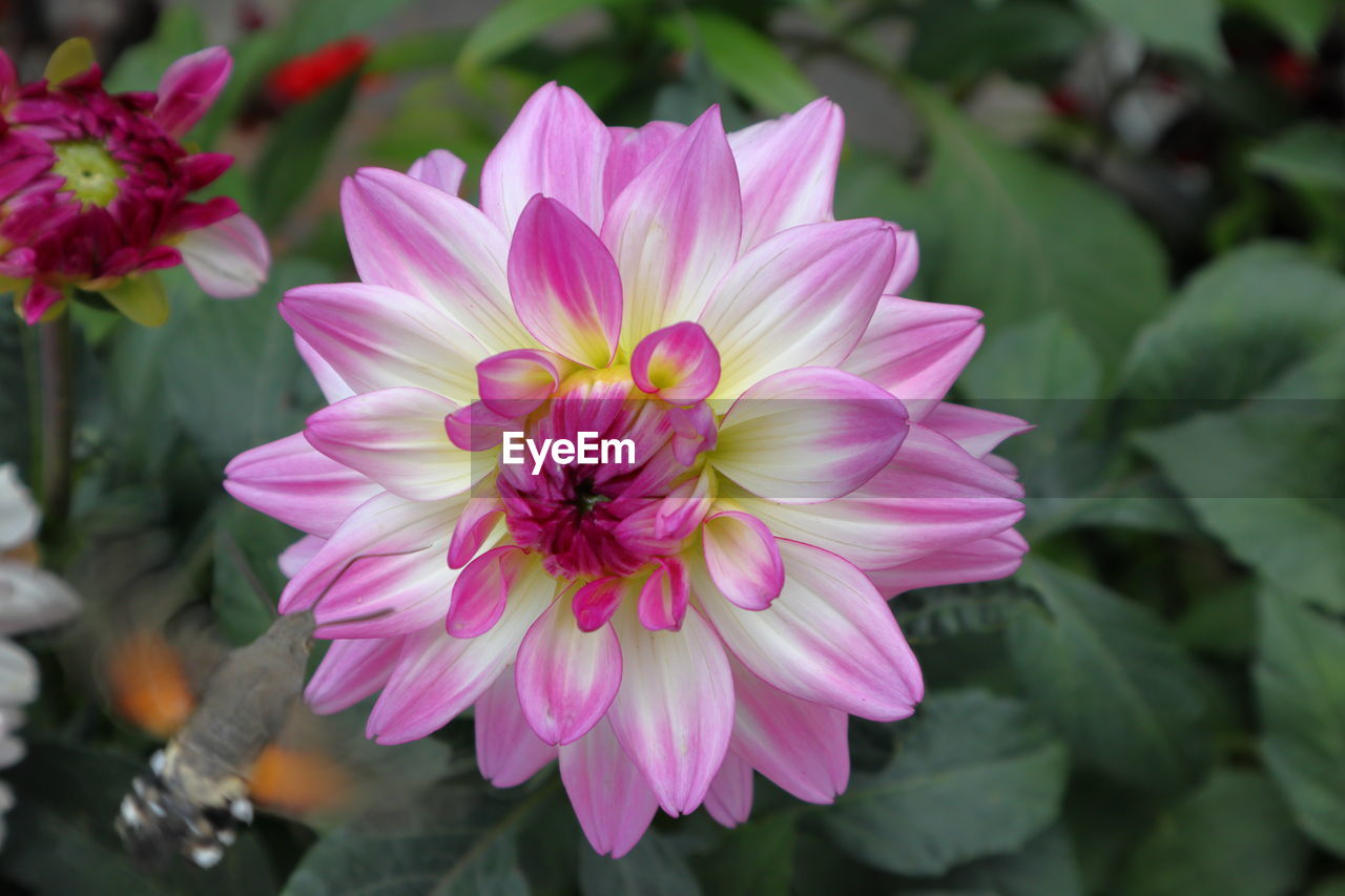 Front view on a fresh dahlia flower with a blurred sphinx stellatarum entering the scene.
