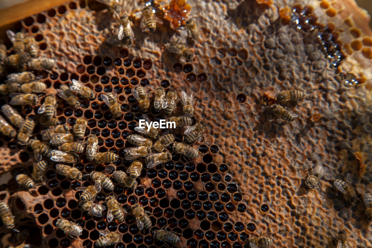 close-up of bumblebee on table