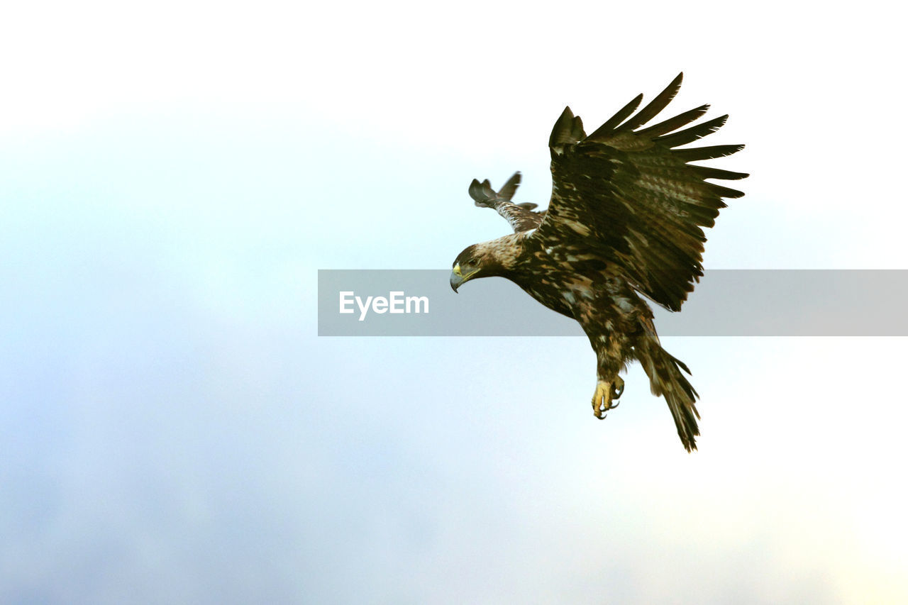 LOW ANGLE VIEW OF EAGLE FLYING