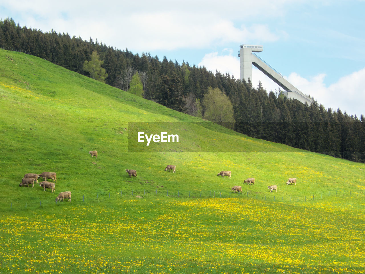 Scenic view of grassy field against sky