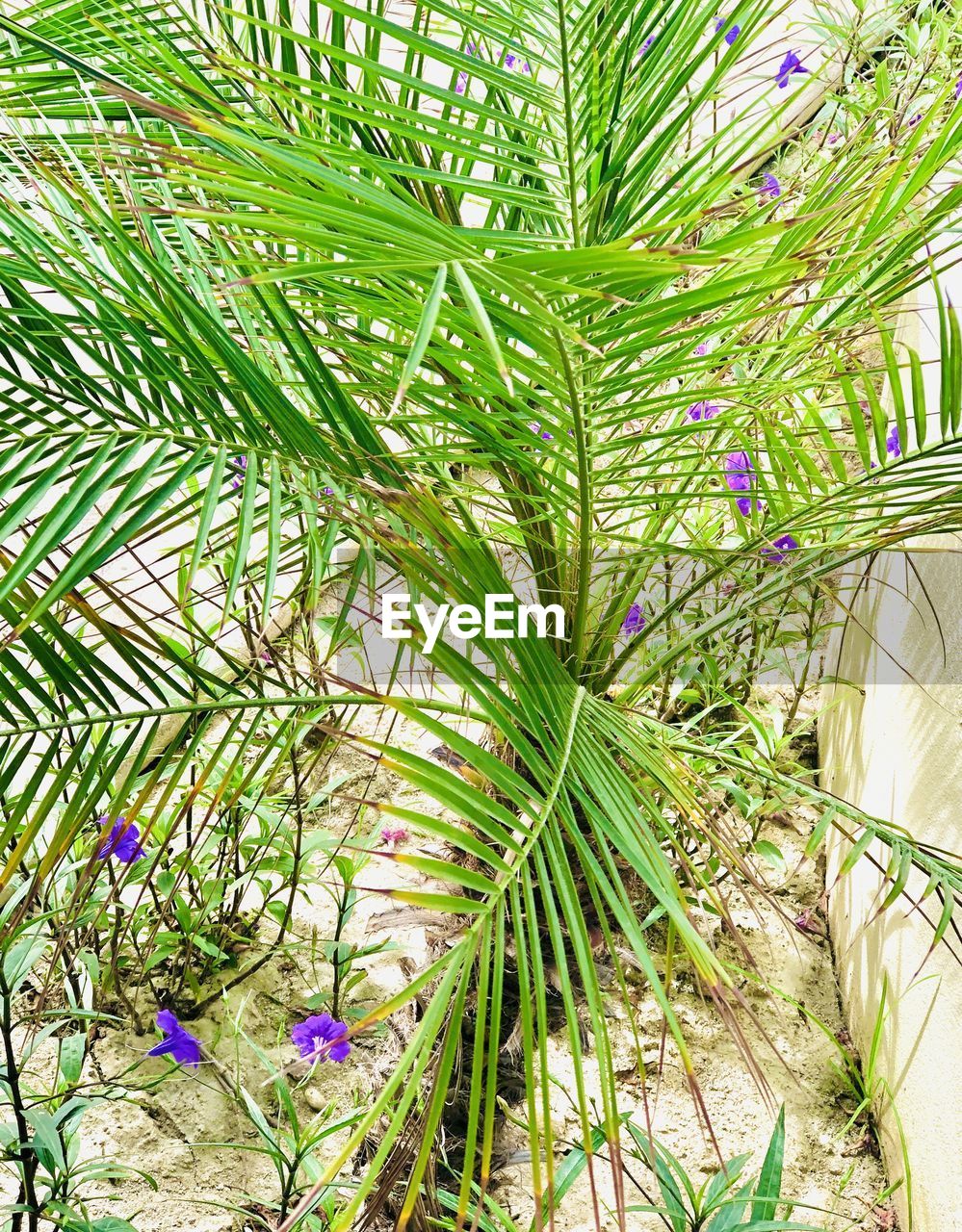 CLOSE-UP OF FRESH GREEN PLANT WITH FLOWERS