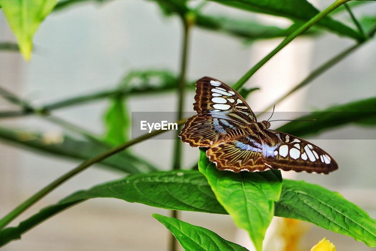 Butterfly on leaf