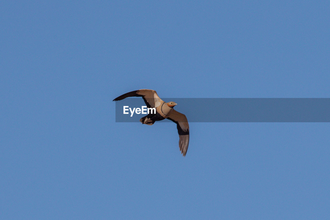 LOW ANGLE VIEW OF SEAGULLS FLYING AGAINST CLEAR BLUE SKY