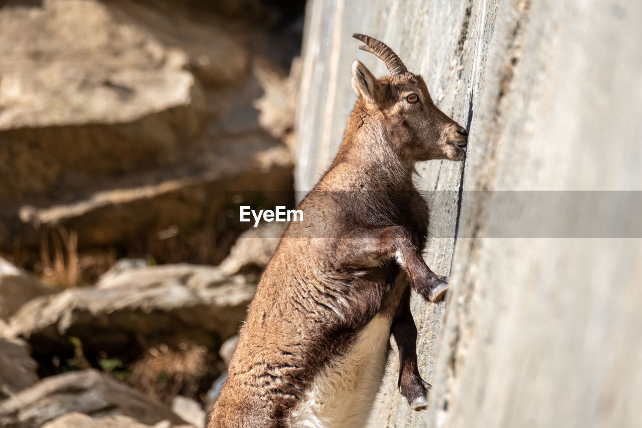 Close-up of deer