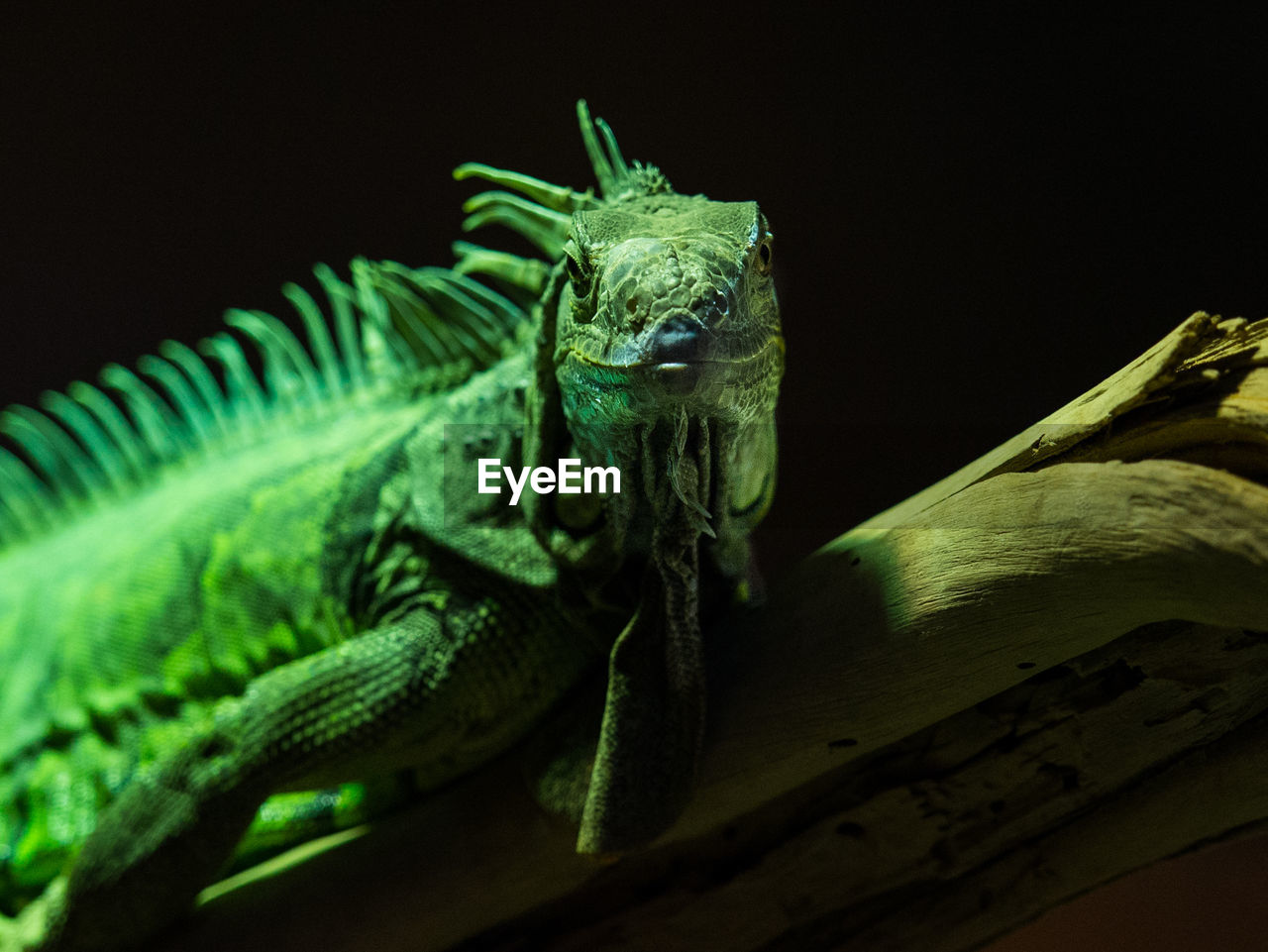 Close-up of iguana on log at zoo