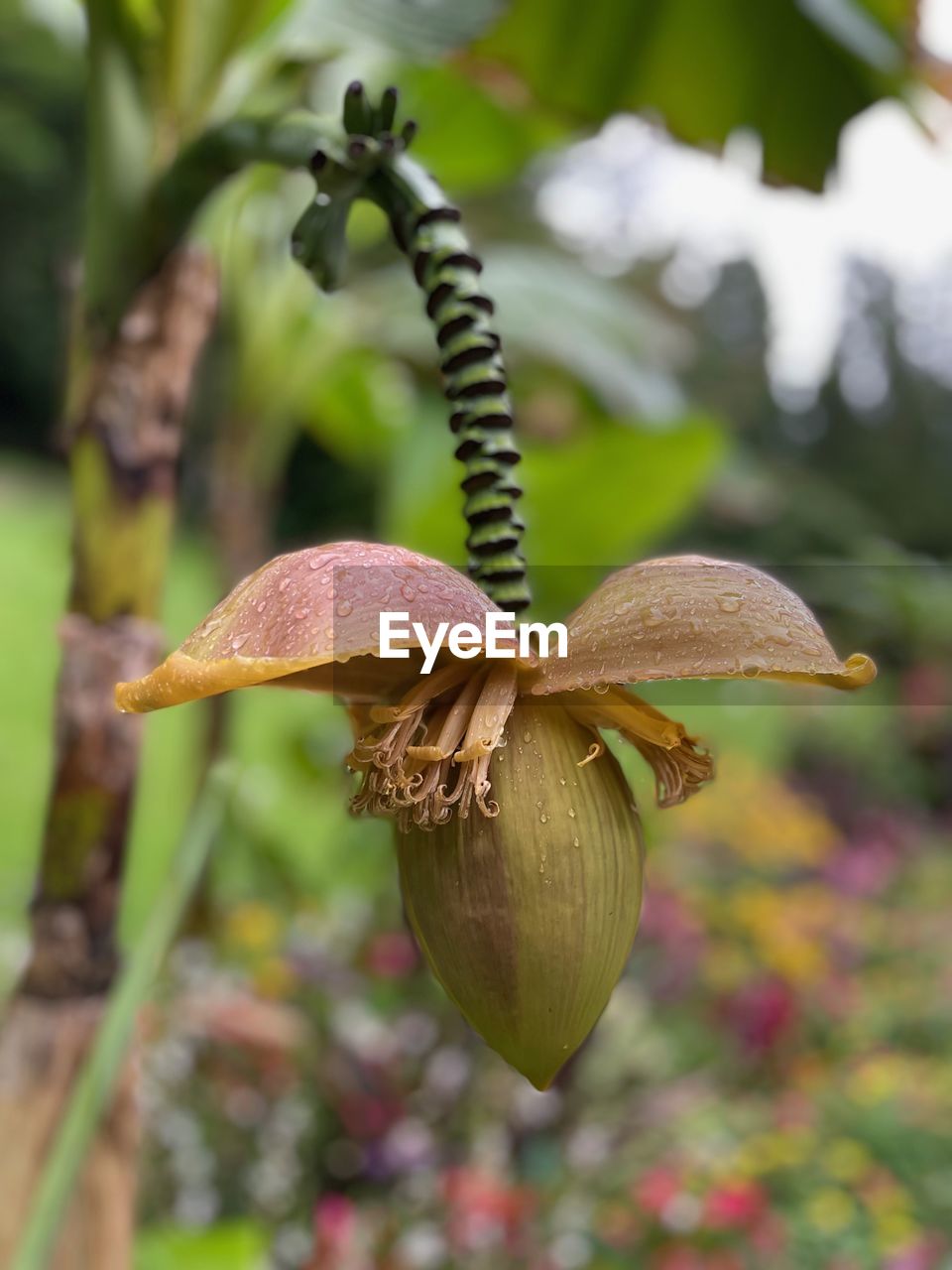 CLOSE-UP OF MUSHROOM ON PLANT