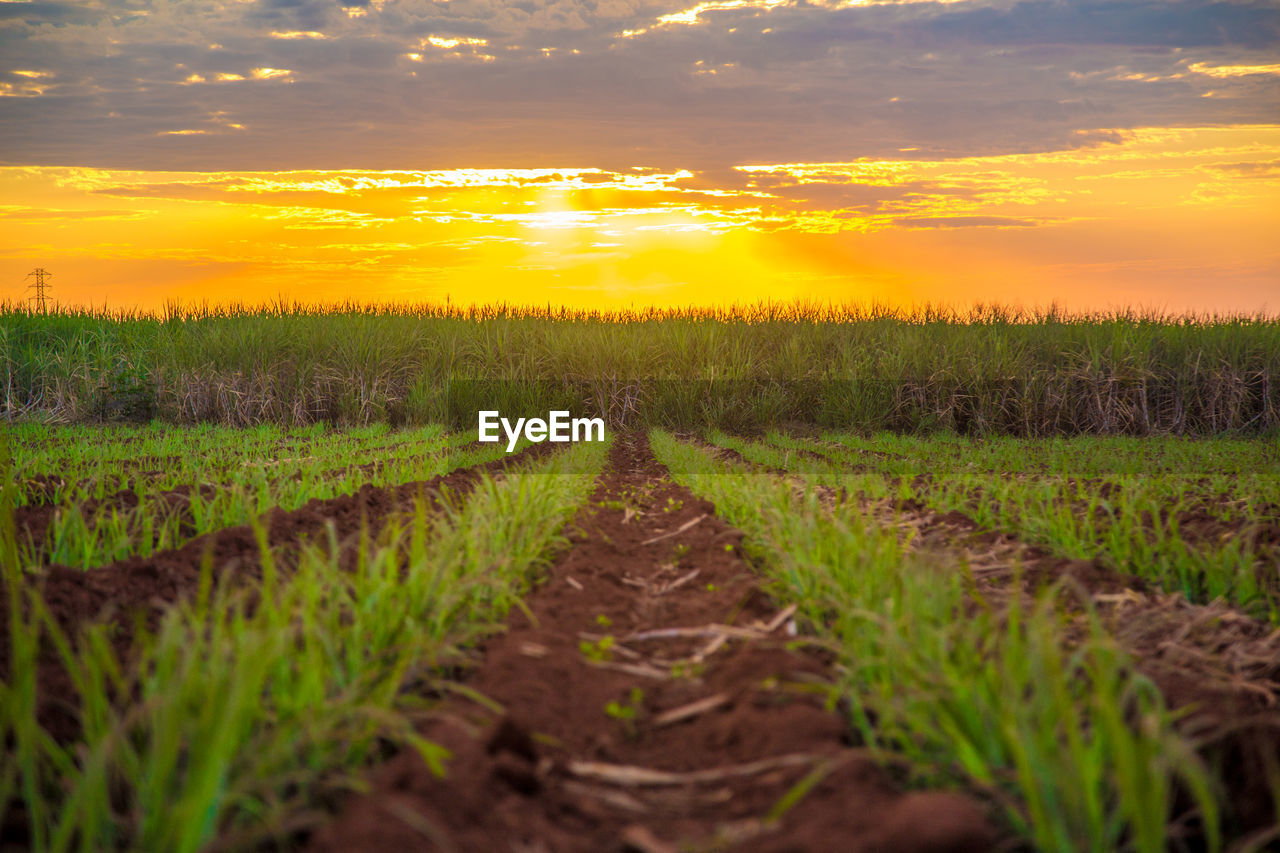 Scenic view of field against sky during sunset