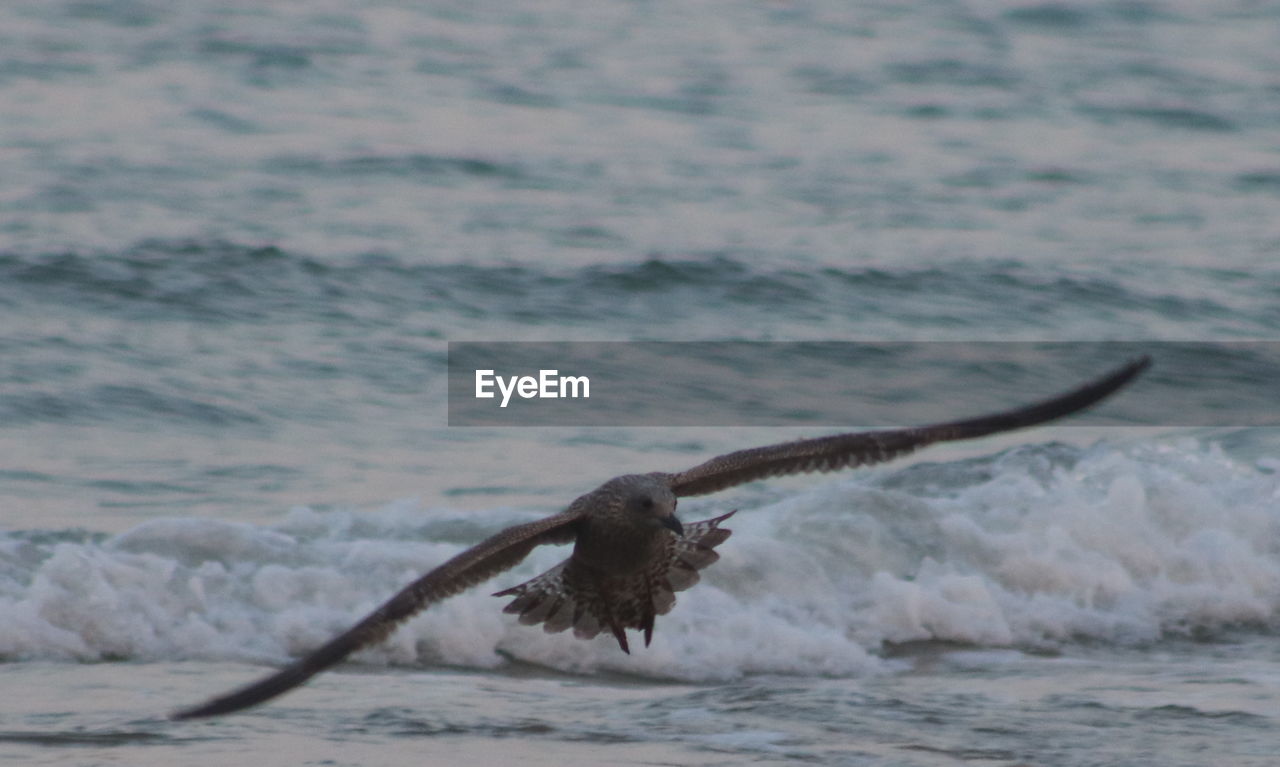 BIRD FLYING ABOVE SEA