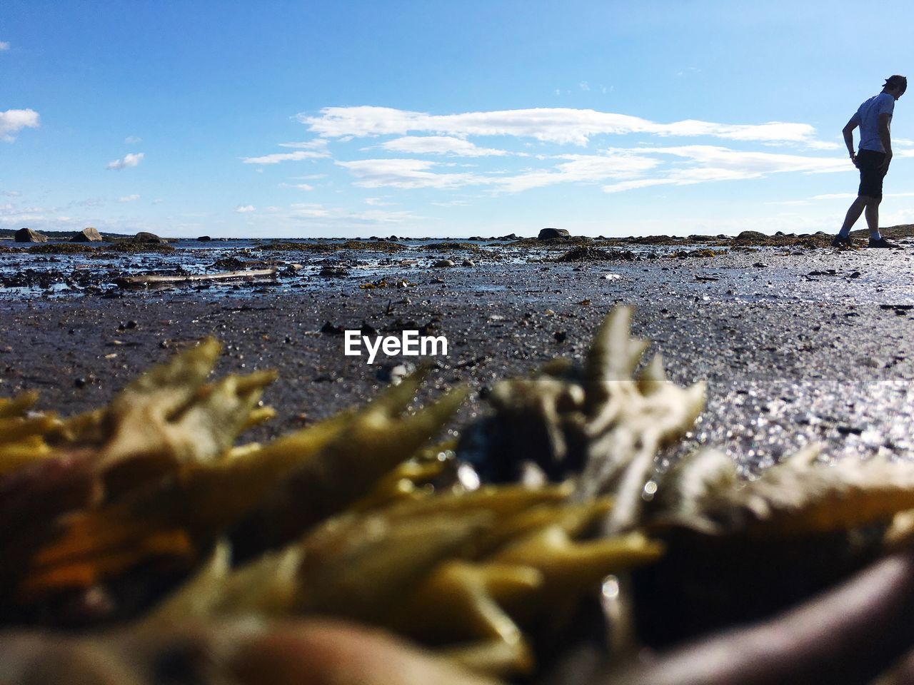 CLOSE-UP OF SEA SHORE AGAINST SKY