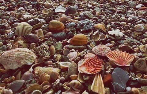 CLOSE-UP OF SEASHELL ON BEACH