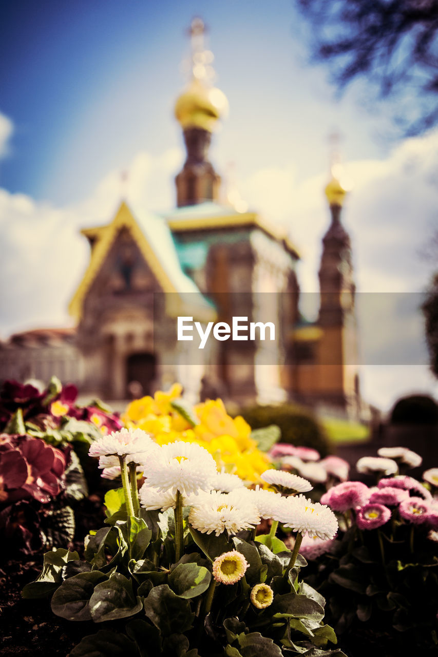 Flowers on rock against russian chapel church