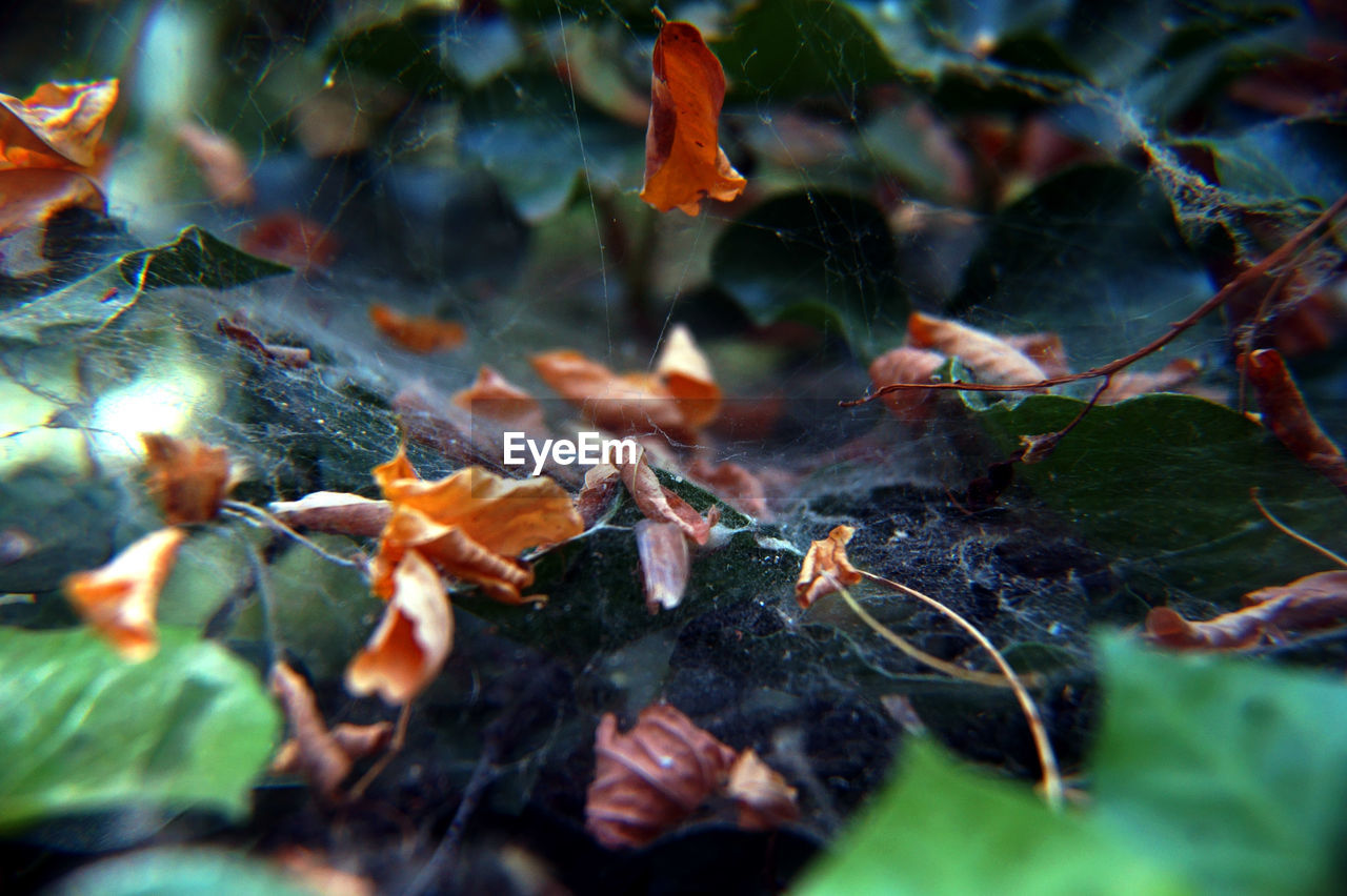 Close-up of maple leaves on plant