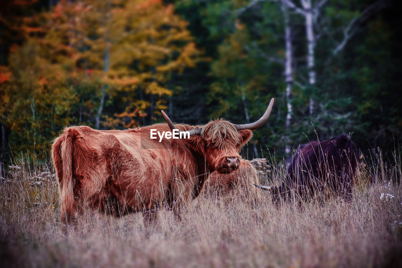 Highland cattle on grassy field