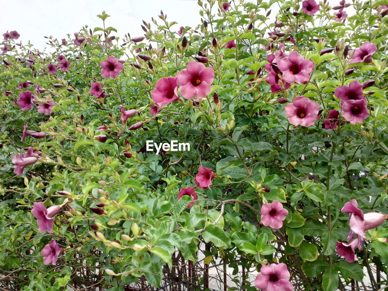 PINK FLOWERS GROWING ON PLANT