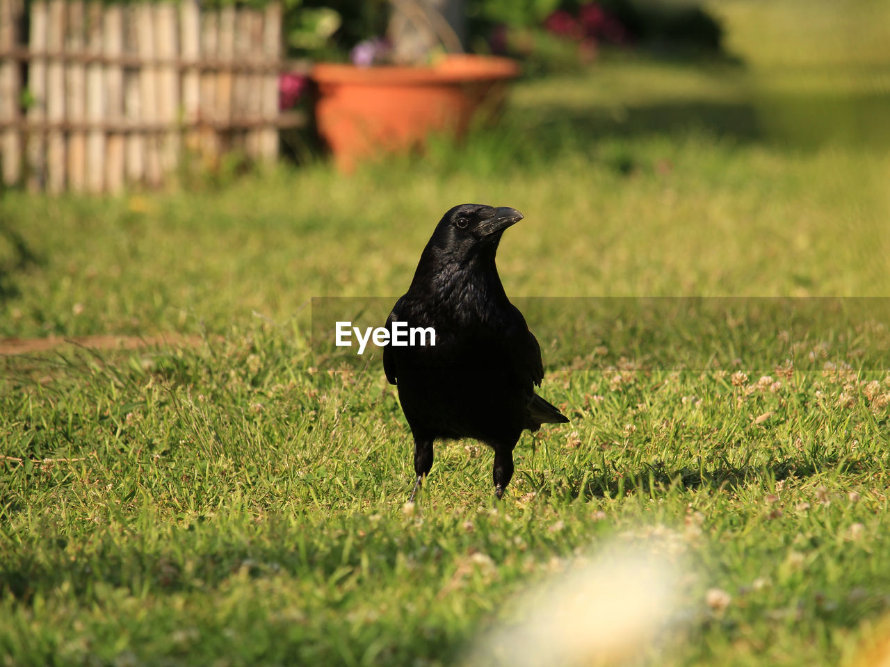 animal, animal themes, bird, crow, one animal, grass, animal wildlife, raven, wildlife, plant, crow-like bird, black, nature, no people, blackbird, selective focus, day, outdoors, full length, green