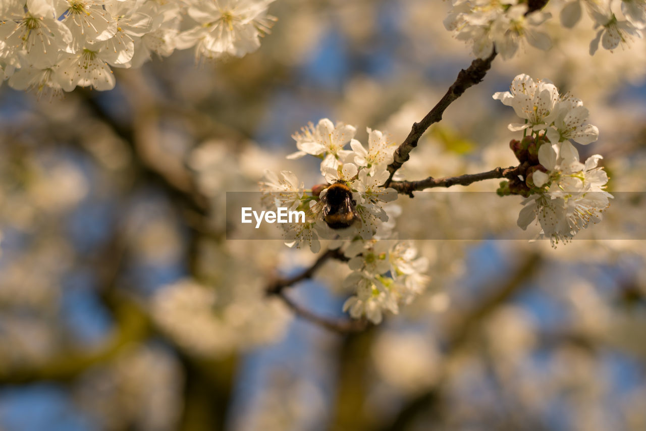 CLOSE-UP OF BEE POLLINATING ON FRESH FLOWER