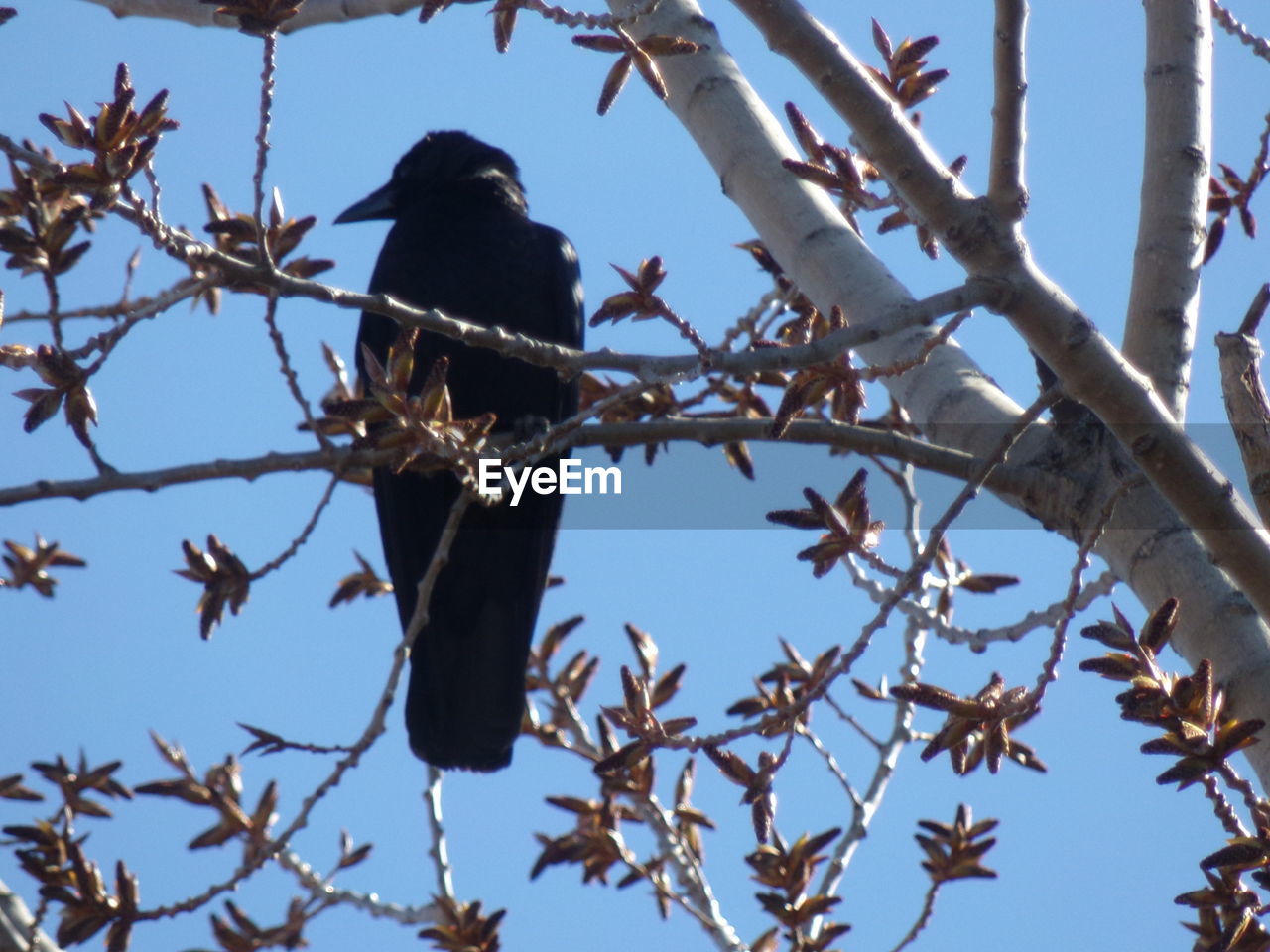 LOW ANGLE VIEW OF BIRD PERCHING ON TREE