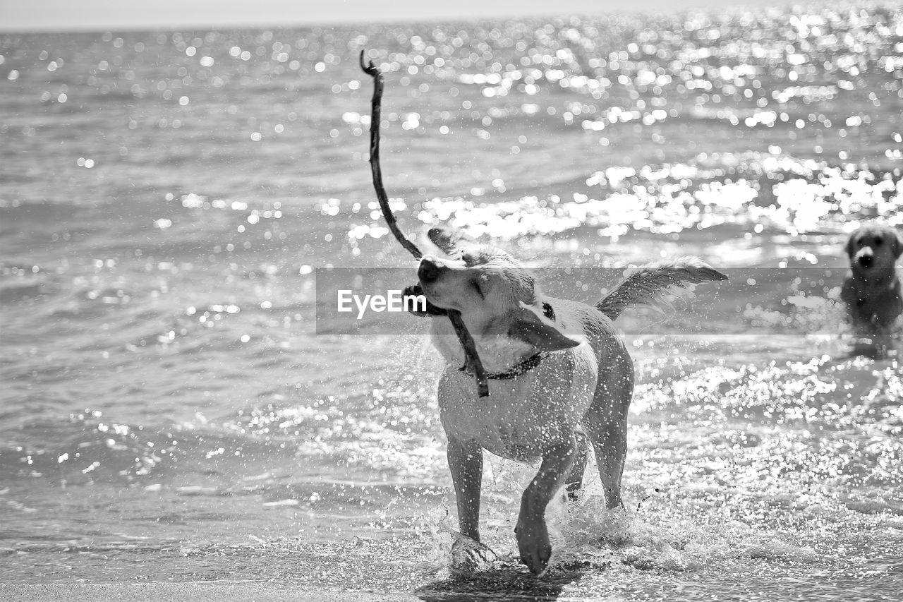 Dog playing in water at beach against sky