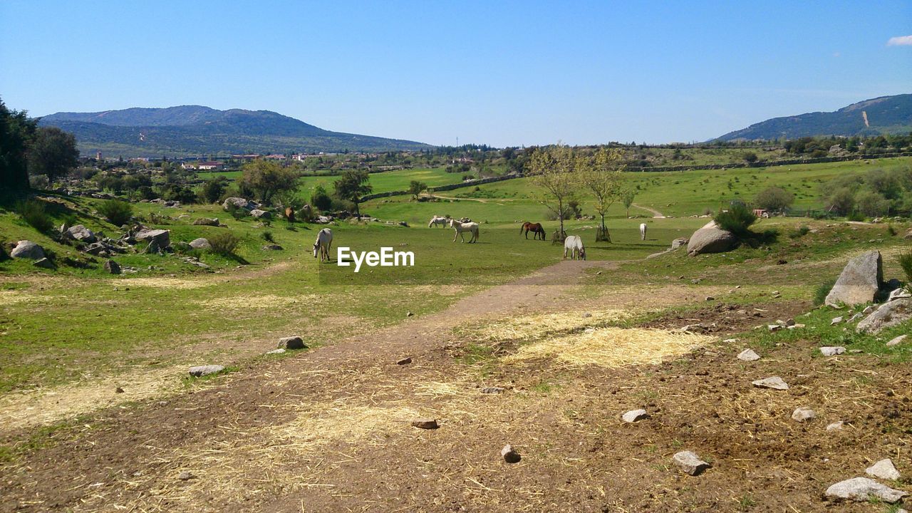 View of grazing horses in rural landscape