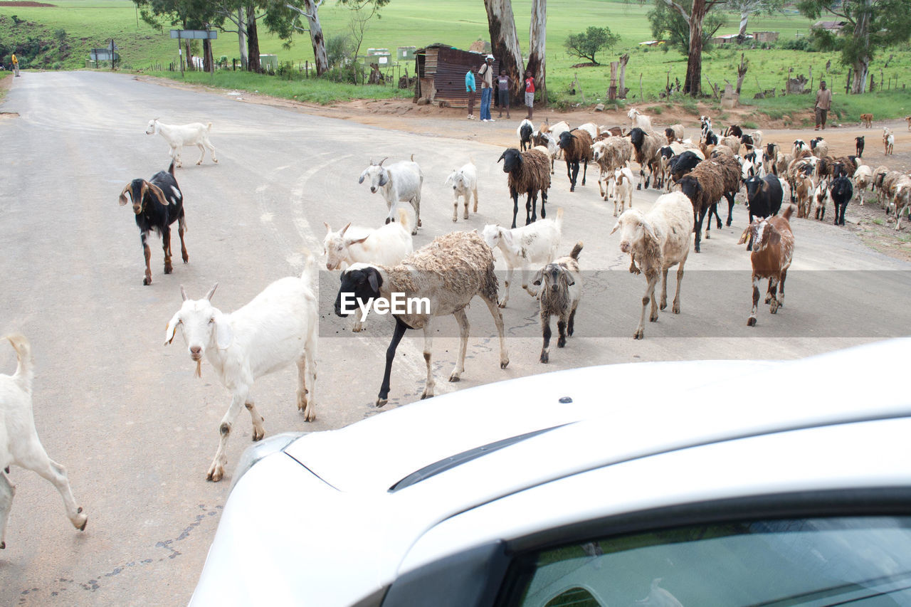 Goats crossing on the road