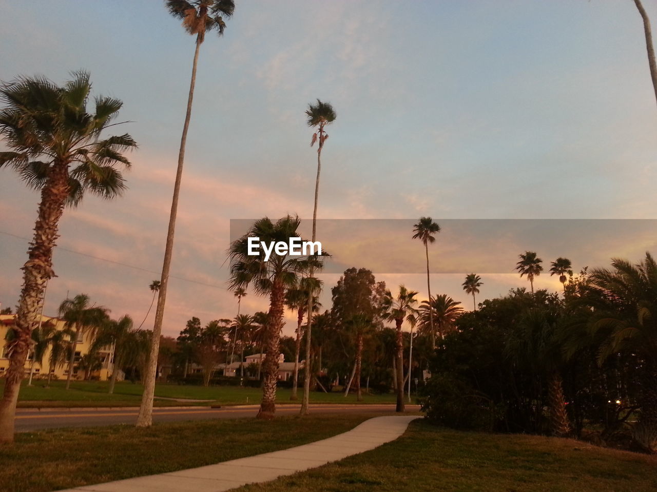 PALM TREES AT SUNSET