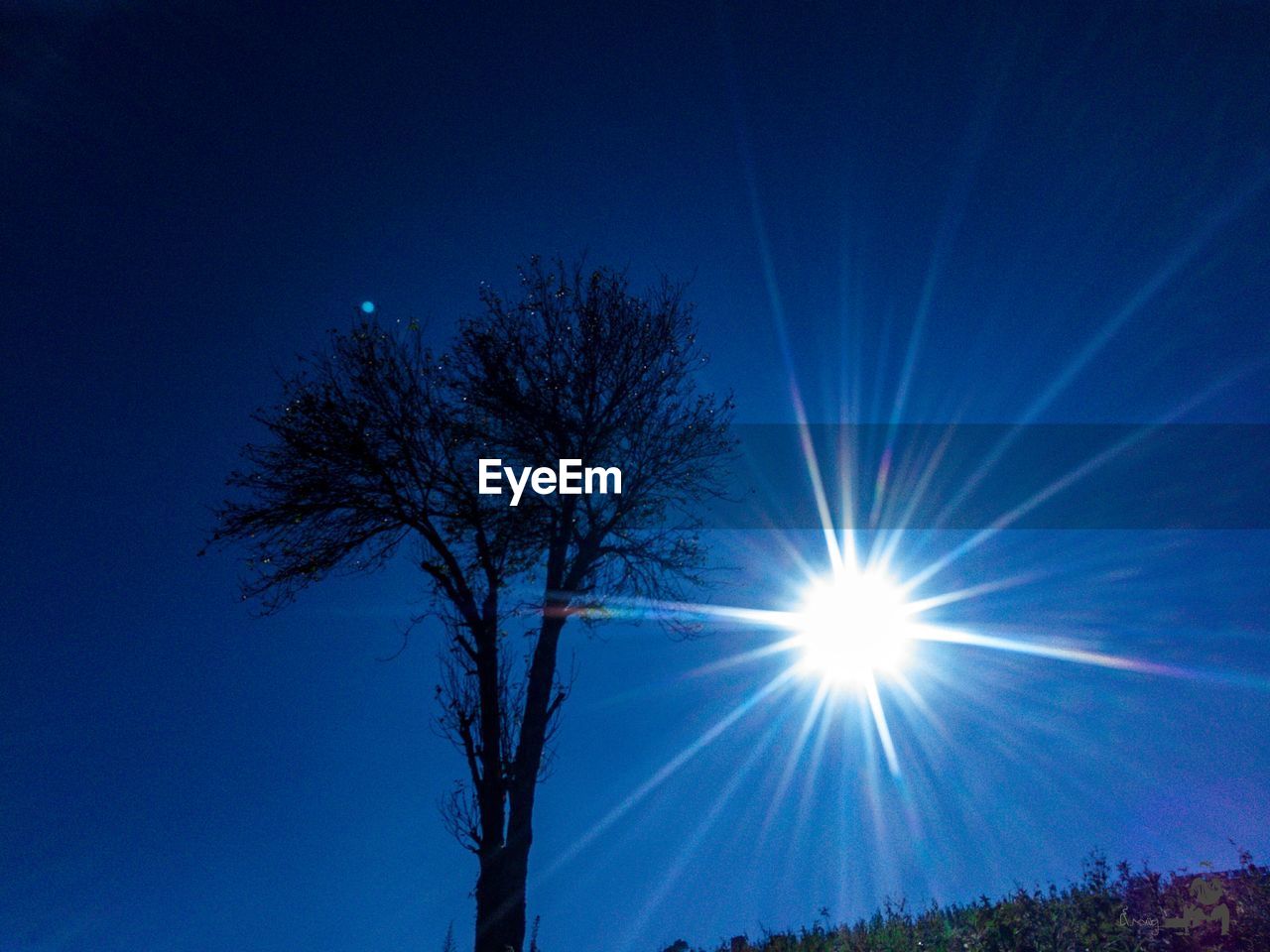 LOW ANGLE VIEW OF TREE AGAINST SUNLIGHT