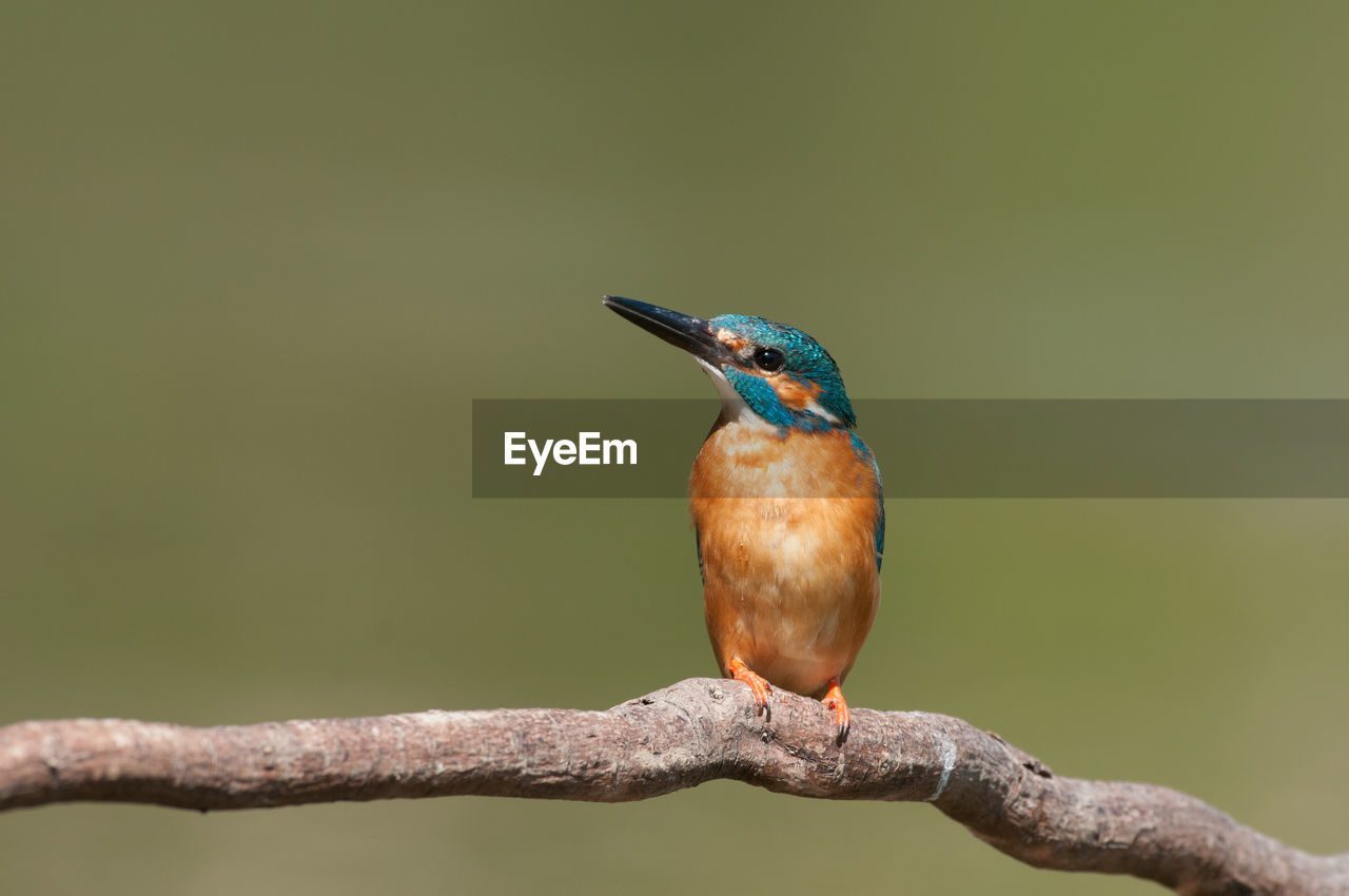 CLOSE-UP OF A BIRD PERCHING ON BRANCH