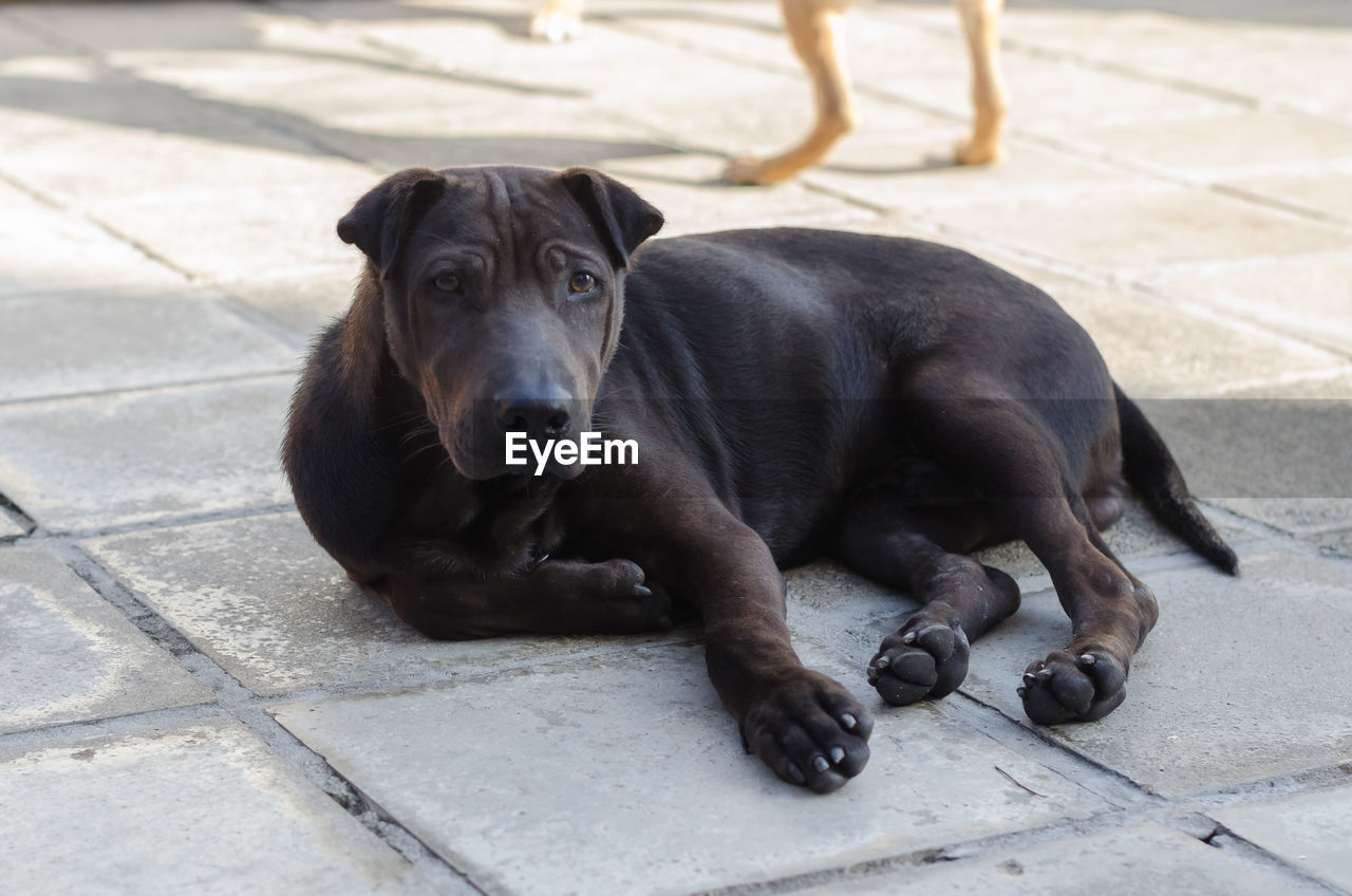 PORTRAIT OF DOG SITTING ON FLOOR