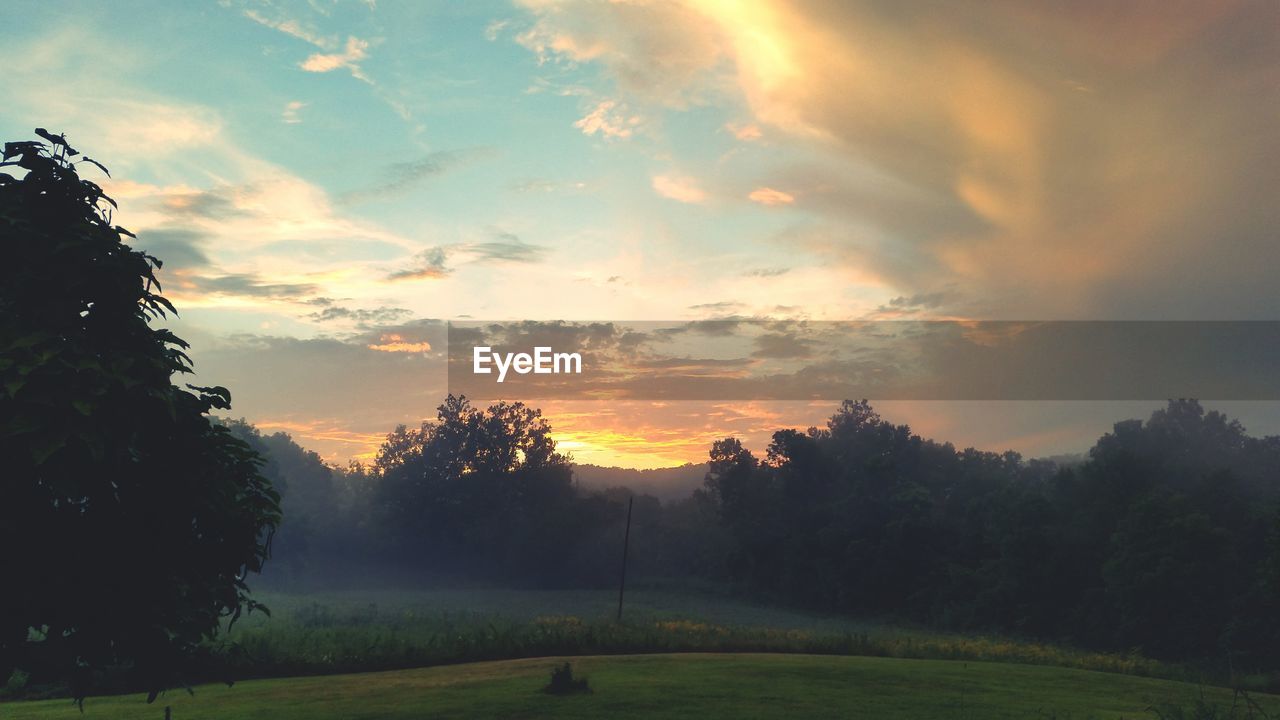 Trees on field at sunset