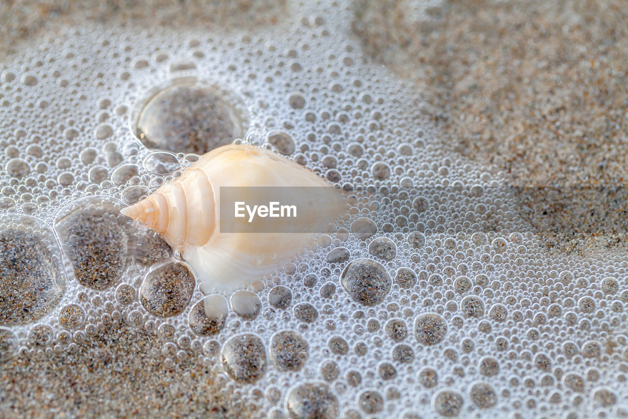 CLOSE-UP OF SEASHELL ON SEA