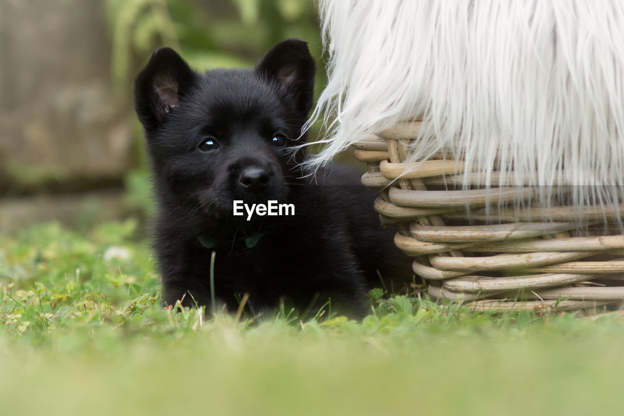 PORTRAIT OF DOG ON GRASS