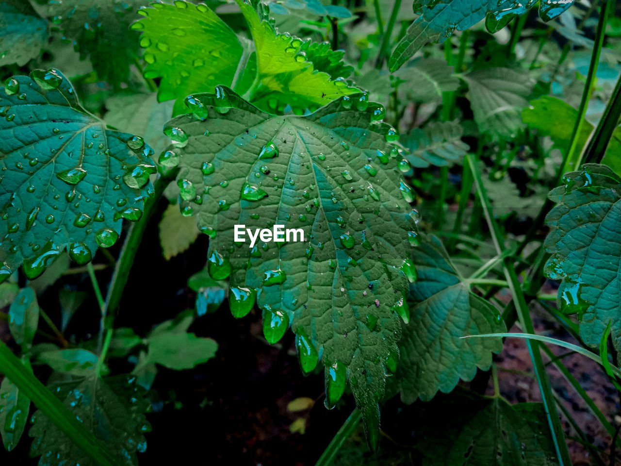 HIGH ANGLE VIEW OF WET LEAVES ON FIELD