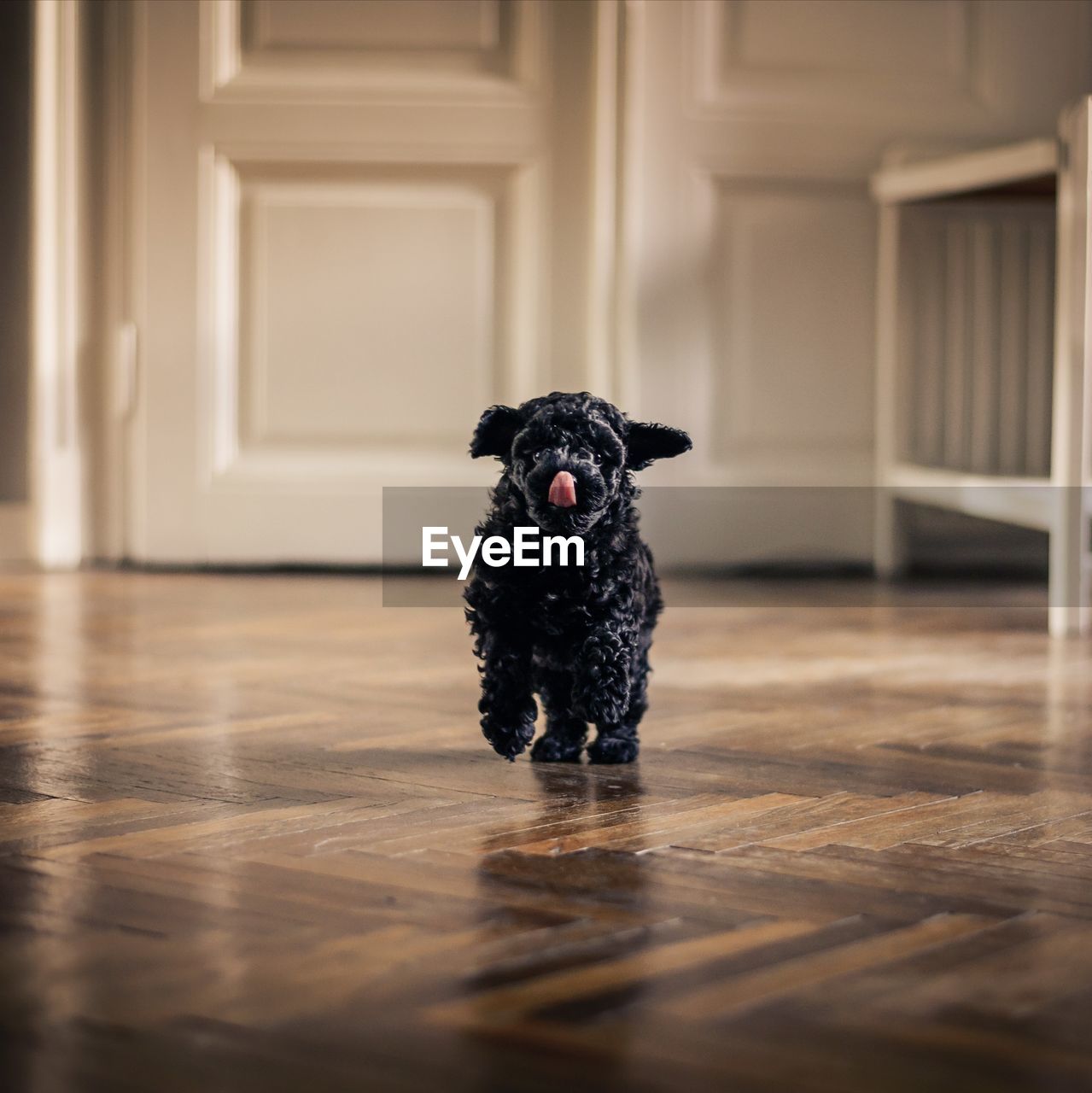 PORTRAIT OF BLACK DOG AT HOME
