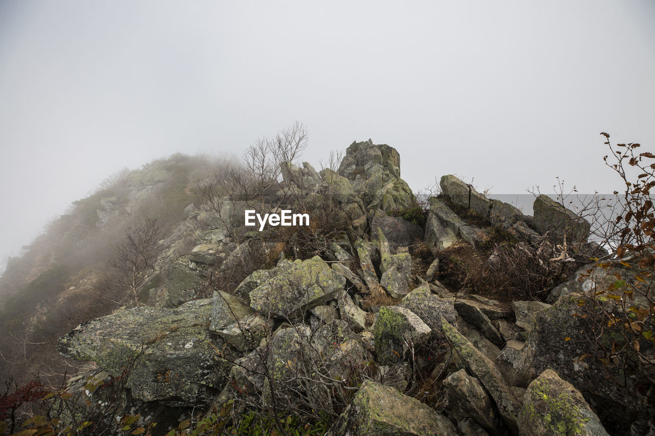 PLANTS GROWING ON ROCK AGAINST SKY