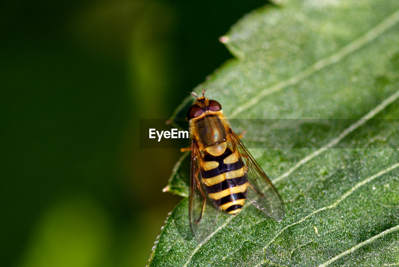 Close-up of insect on leaf