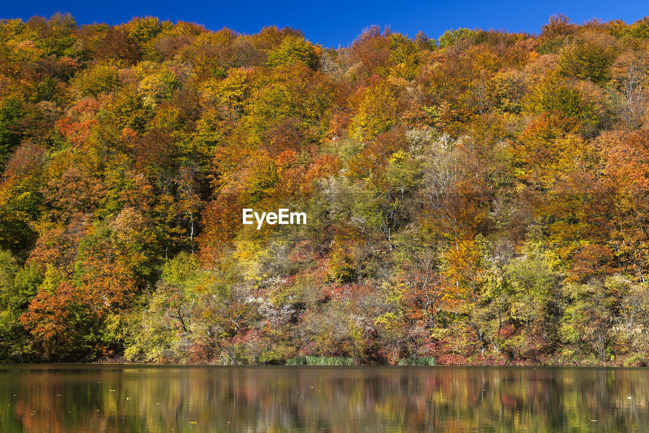 TREES BY PLANTS DURING AUTUMN