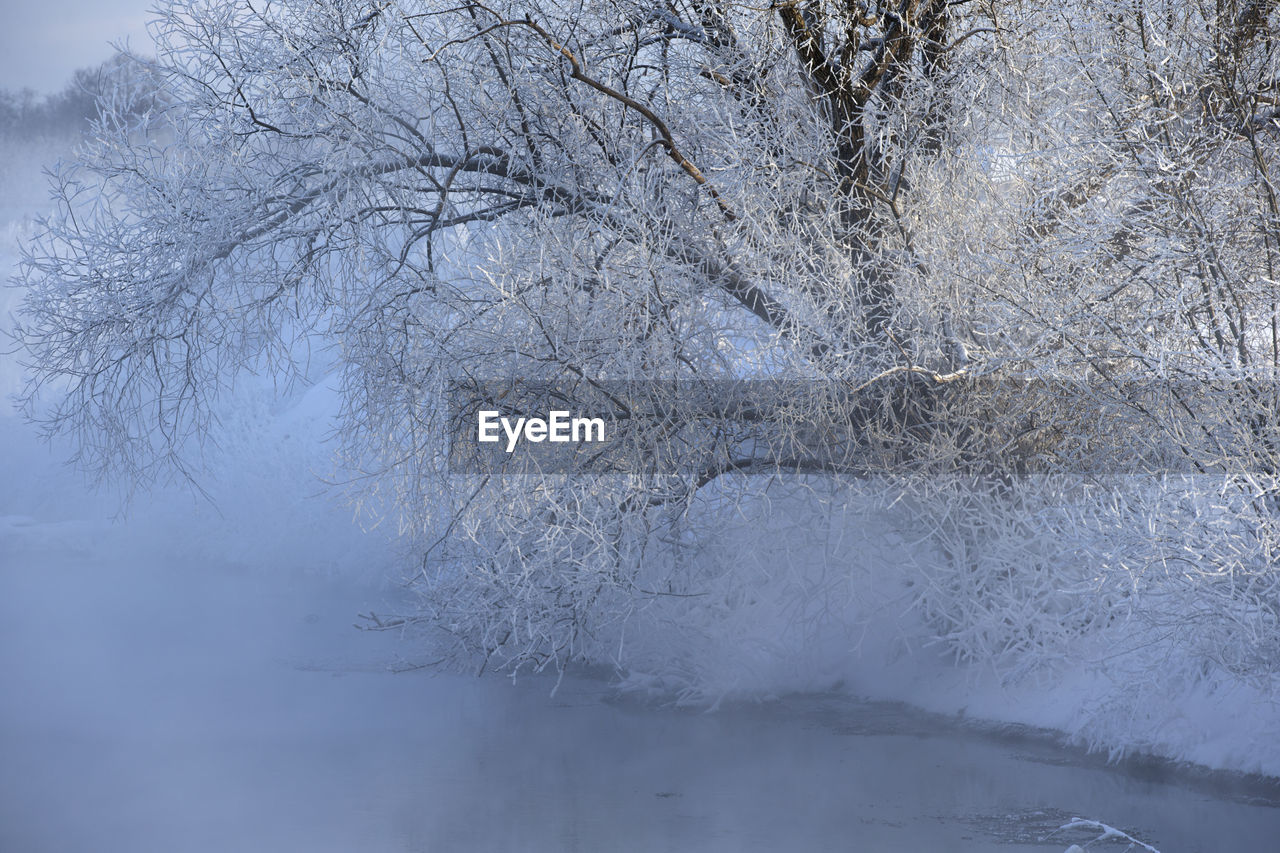 Frozen bare trees on landscape during winter