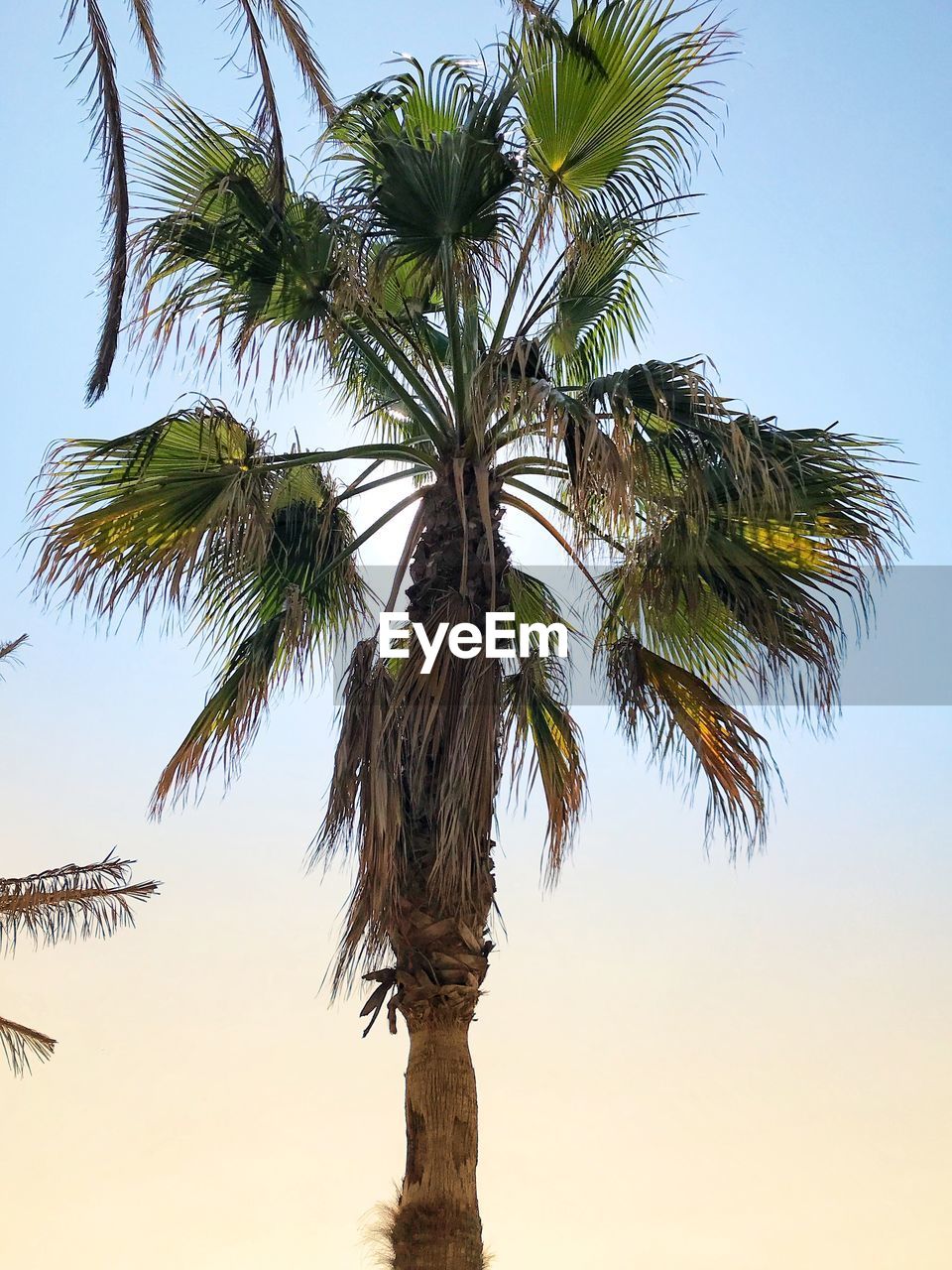 LOW ANGLE VIEW OF PALM TREE AGAINST SKY